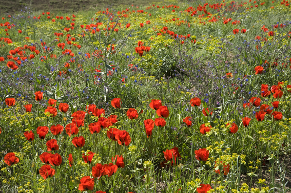 A floriferous field with large poppies in southernTurkey