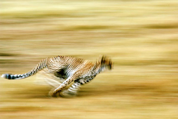 cheetah-running