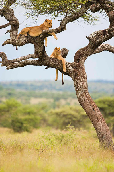 lions-in-tree
