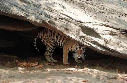 crouching-tiger