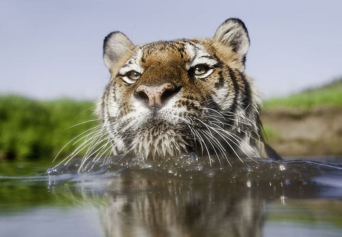 tiger-swimming