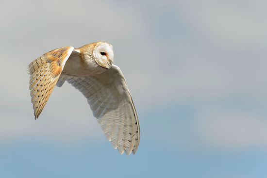 owl-in-flight
