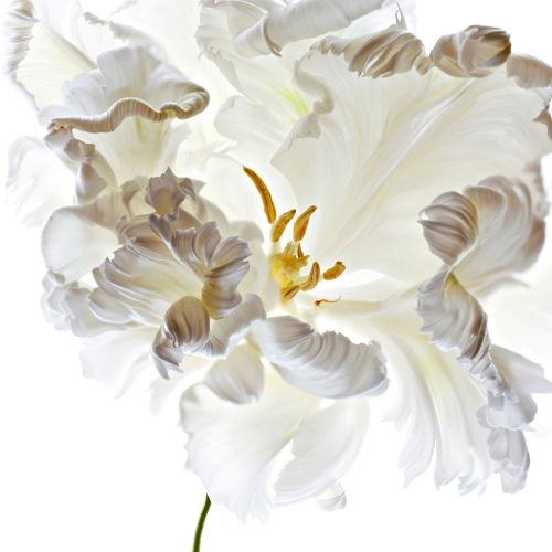 White on White Flower by Polina Plotnikova